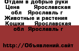 Отдам в добрые руки › Цена ­ 1 - Ярославская обл., Ярославль г. Животные и растения » Кошки   . Ярославская обл.,Ярославль г.